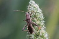 Camptopus lateralis