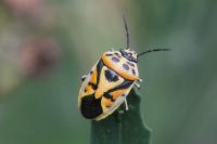 Eurydema ornata