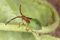 Gonocerus acuteangulatus