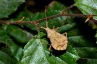 Coreus marginatus