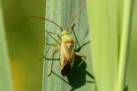 Adelphocoris lineolatus