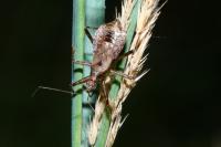 Himacerus apterus