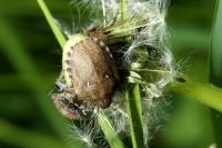 Eurygaster maura