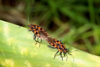 Spilostethus saxatilis