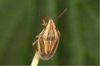 Aelia acuminata