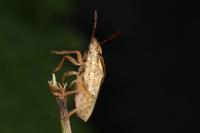 Aelia acuminata