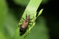 Himacerus mirmicoides