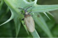 Catoplatus carthusianus