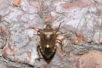 Pentatoma rufipes