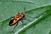 Corizus hyoscyami hyoscyami
