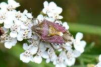 Dolycoris baccarum