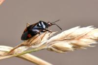 Deraeocoris ruber