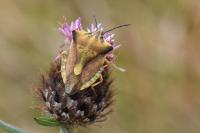 Carpocoris fuscispinus