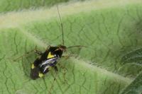 Liocoris tripustulatus