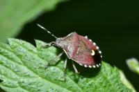 Holcostethus sphacelatus