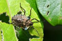 Pentatoma rufipes