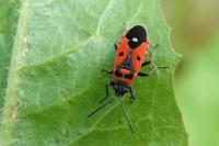 Melanocoryphus albomaculatus