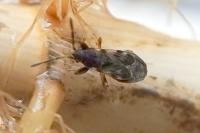 Scolopostethus thomsoni