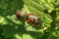 Eurydema ventralis