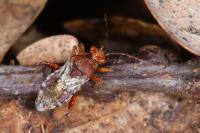 Rhopalus subrufus