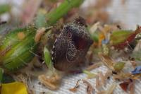 Stagonomus venustissimus