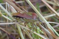 Dolycoris baccarum