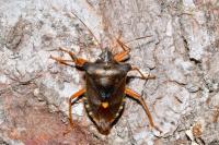 Pentatoma rufipes
