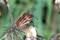 Graphosoma italicum italicum