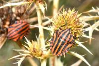 Graphosoma italicum italicum