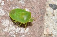 Nezara viridula