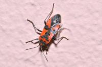 Lygaeus equestris