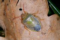 Piezodorus lituratus