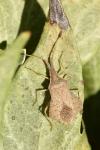 Syromastus rhombeus
