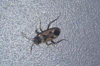 Rhyparochromus vulgaris