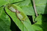 Palomena prasina