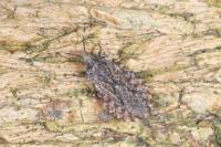 Aradus ribauti