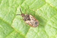 Aradus depressus