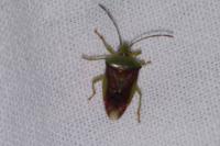 Elasmostethus interstinctus