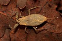 Nepa cinerea