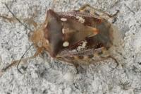 Chroantha ornatula