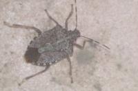 Halyomorpha halys