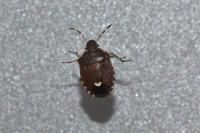Holcostethus sphacelatus