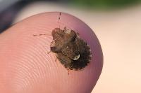 Dyroderes umbraculatus