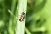 Rhyparochromus vulgaris