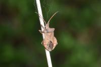 Coreus marginatus