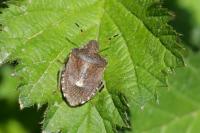 Peribalus strictus vernalis