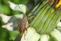 Stictopleurus punctatonervosus