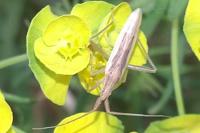 Stenodema laevigata