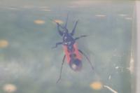 Peirates hybridus