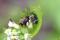 Eurydema oleracea